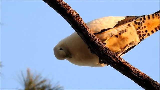 Torresian Imperial-Pigeon - ML201716211