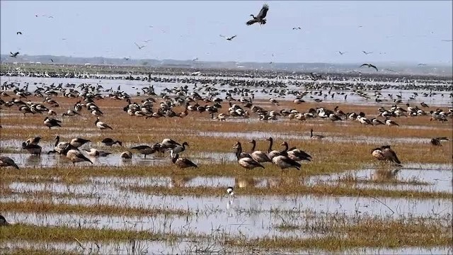 Magpie Goose - ML201716231