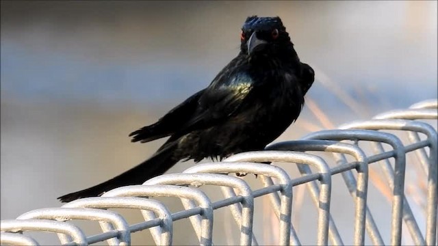 Drongo Escamoso (grupo bracteatus) - ML201716241