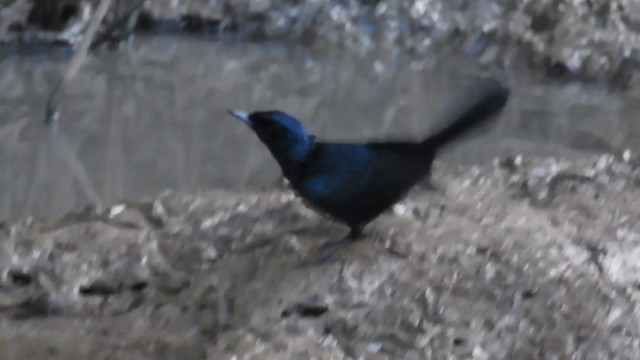 Shining Flycatcher - ML201716261