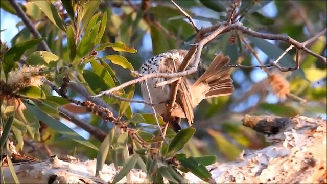 Bar-breasted Honeyeater - ML201716281