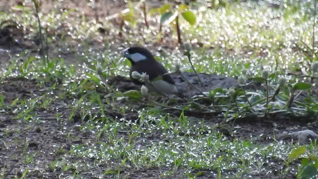 Padda de Timor - ML201716431