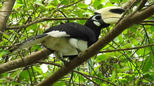 Oriental Pied-Hornbill - ML201716441