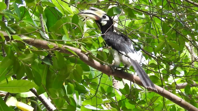 Oriental Pied-Hornbill - ML201716451