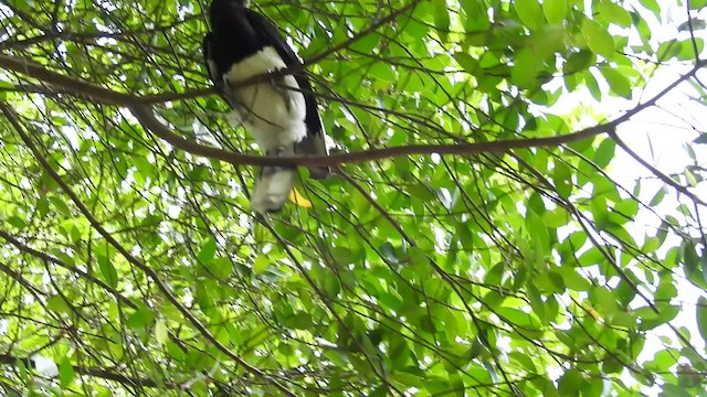 Oriental Pied-Hornbill - ML201716461