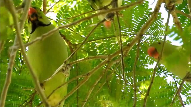 Rose-ringed Parakeet - ML201716481