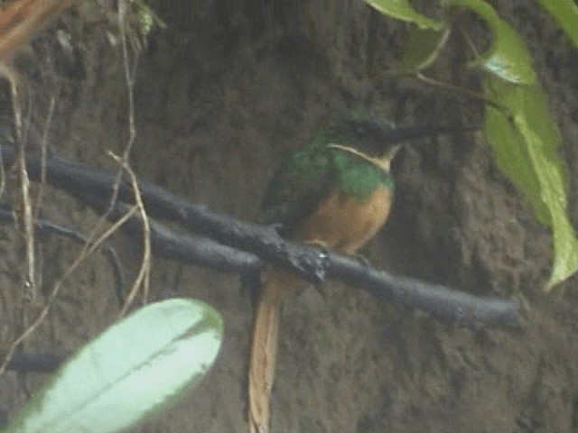 Rufous-tailed Jacamar (Black-chinned) - ML201716491