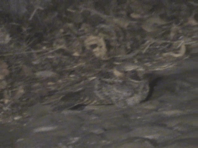 Buff-collared Nightjar - ML201716511