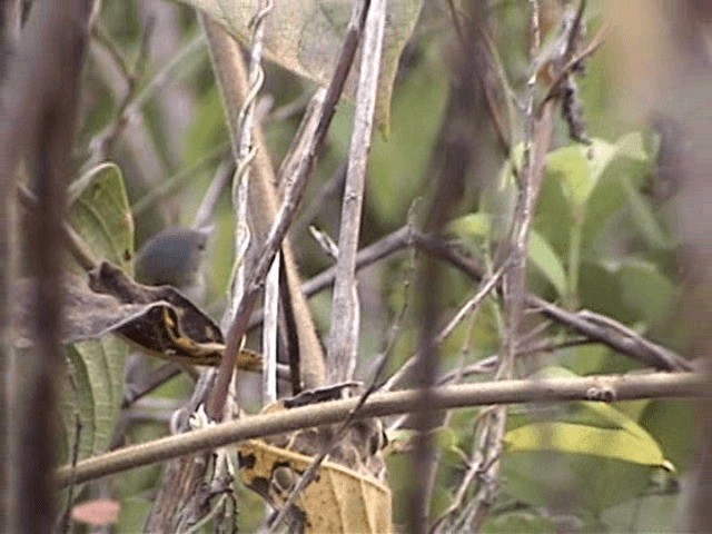 Slate-headed Tody-Flycatcher - ML201716531