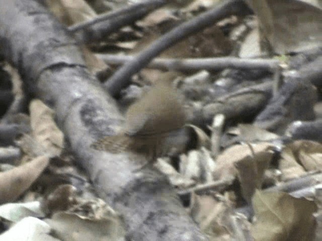 Banded Wren - ML201716541