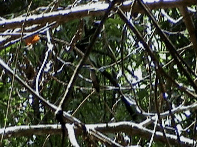 kolibřík smaragdovohrdlý - ML201716551
