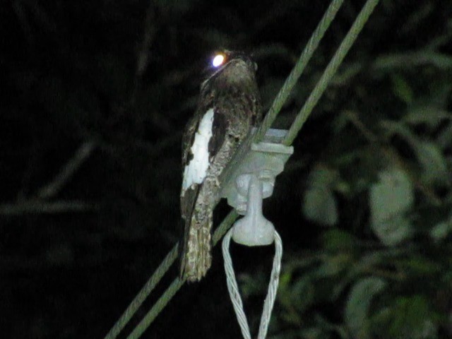 White-winged Potoo - ML201716571