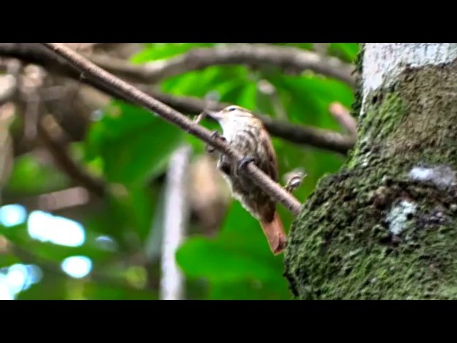 Streaked Xenops - ML201716601