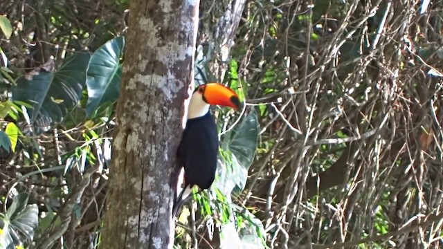 Toco Toucan - ML201716621