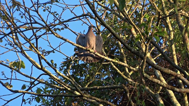 Picazuro Pigeon - ML201716631