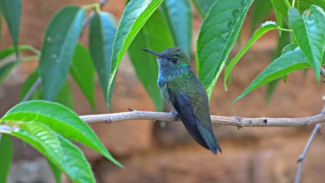 kolibřík pestrý [skupina versicolor] - ML201716641