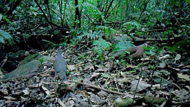 Colombe à front gris - ML201716651