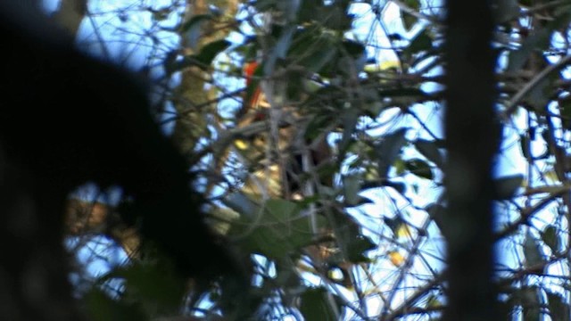 Red-ruffed Fruitcrow - ML201716661