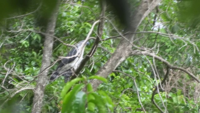Gray-headed Kite - ML201716671