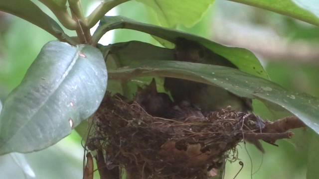 Swallow-tailed Manakin - ML201716681