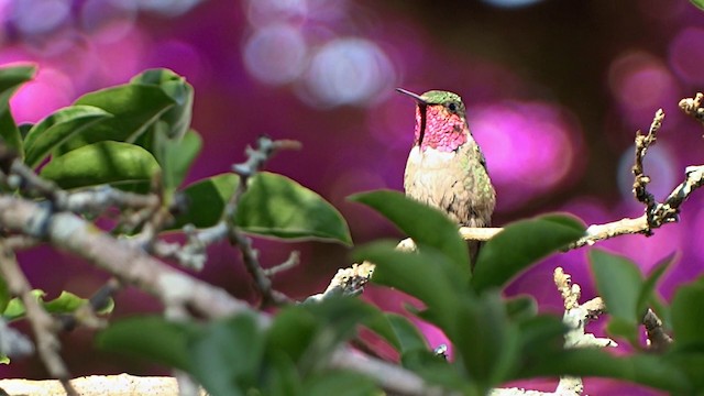 Amethyst Woodstar - ML201716691