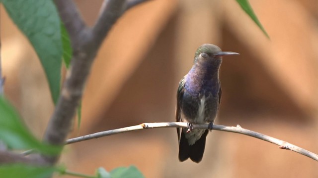 Sapphire-spangled Emerald (Sapphire-spangled) - ML201716701