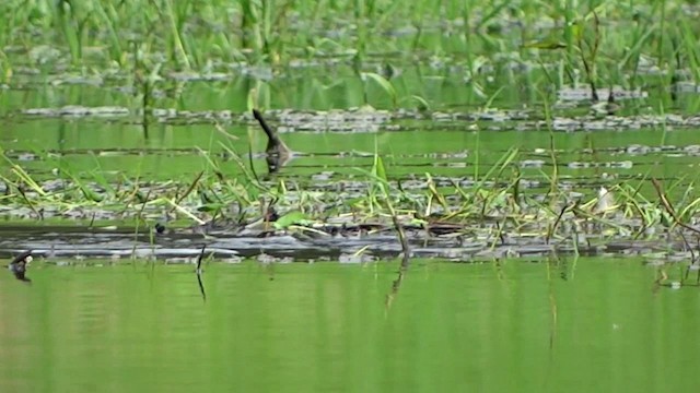 Least Grebe - ML201716721