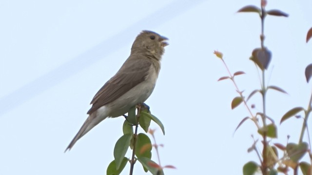 Lined Seedeater - ML201716731