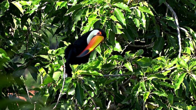 Toco Toucan - ML201716741