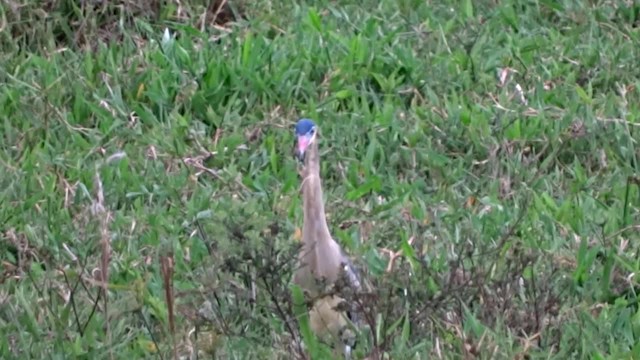 Whistling Heron - ML201716751