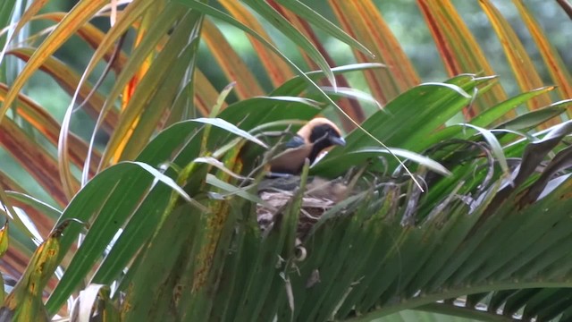 Burnished-buff Tanager (Stripe-bellied) - ML201716761