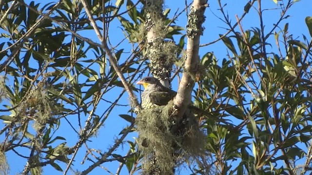 Swallow-tailed Cotinga (Swallow-tailed) - ML201716771