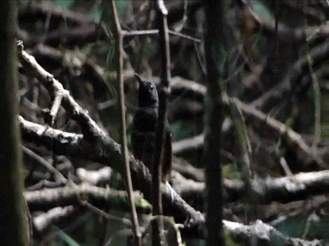 Scalloped Antbird - ML201716871