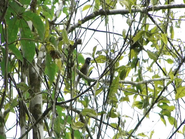 Synallaxe cendré - ML201716941