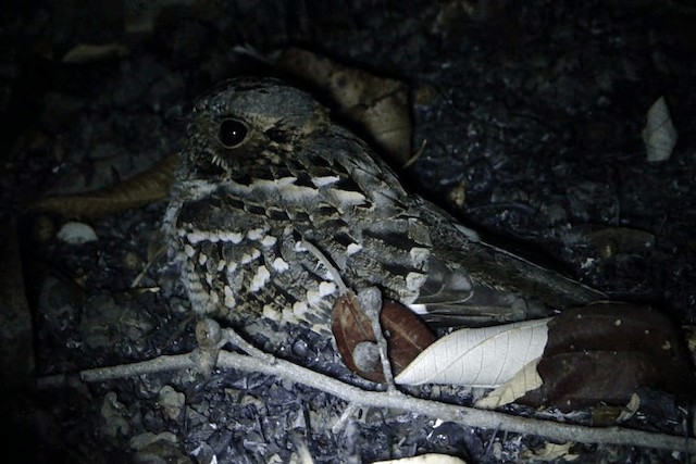 Little Nightjar - ML201716971