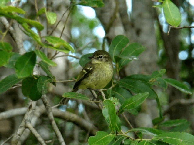 Restinga Tyrannulet - ML201716981