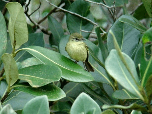 Restinga Tyrannulet - ML201716991