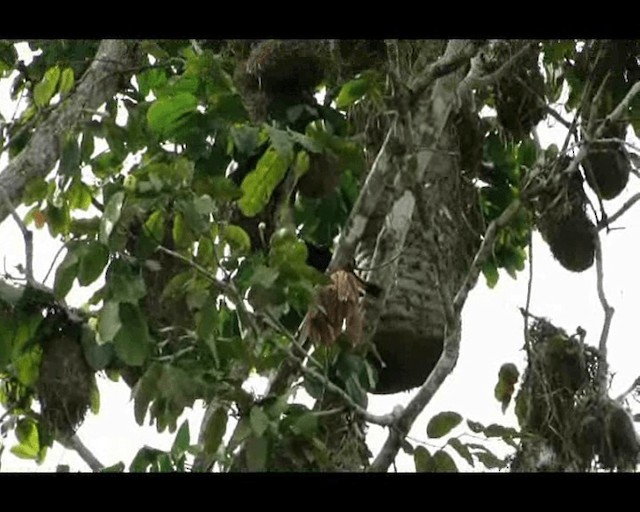 Cacique Lomiamarillo (amazonía) - ML201717031