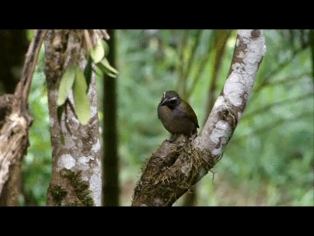 Buff-throated Saltator - ML201717111