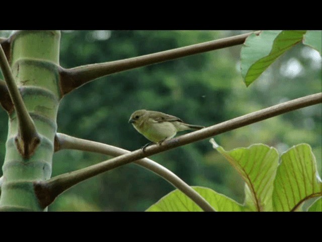 Yellow-bellied Seedeater - ML201717121