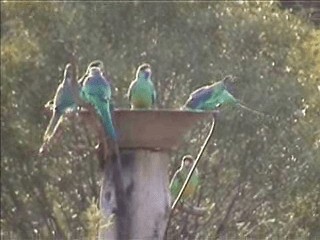 Australian Ringneck (Mallee) - ML201717191