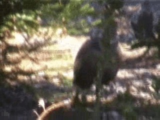 Cape Spurfowl - ML201717221