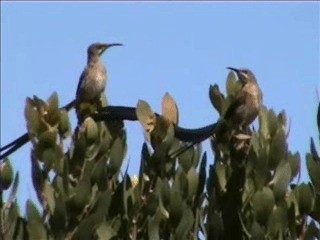 cukernatka kapská - ML201717241