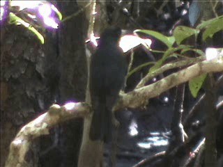 Black Butcherbird - ML201717271