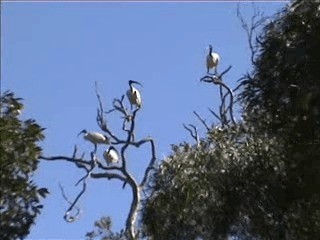 Australian Ibis - ML201717301