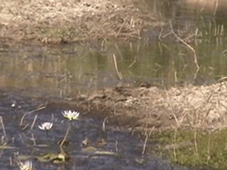 Latham's Snipe - ML201717351