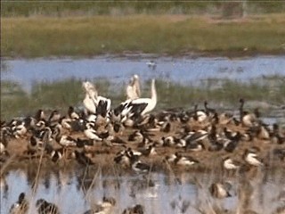 Australian Pelican - ML201717361