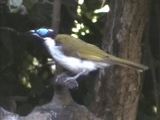 Mielero Cariazul (grupo cyanotis) - ML201717381