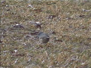 Bower's Shrikethrush - ML201717431