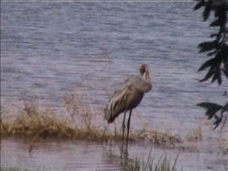 Grue brolga - ML201717441